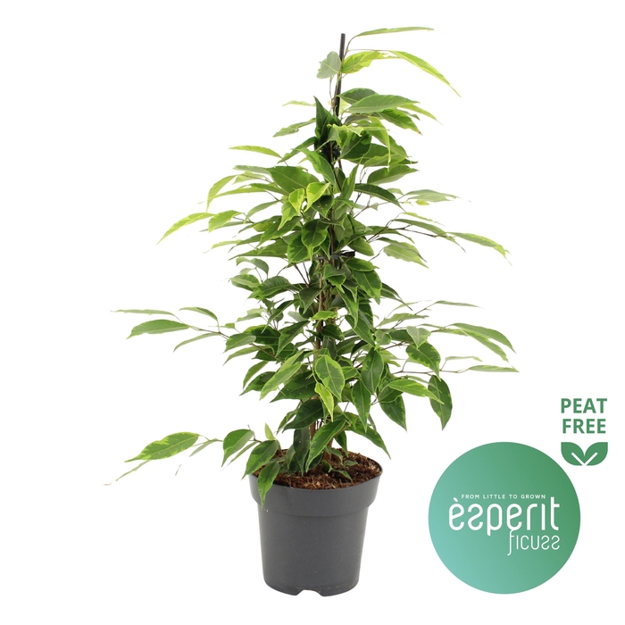 <h4>Ficus benjamina Anastasia®</h4>