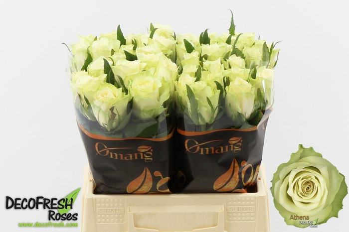 <h4>R Gr Athena</h4>