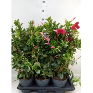 Mandevilla am. 'Sundav Red'