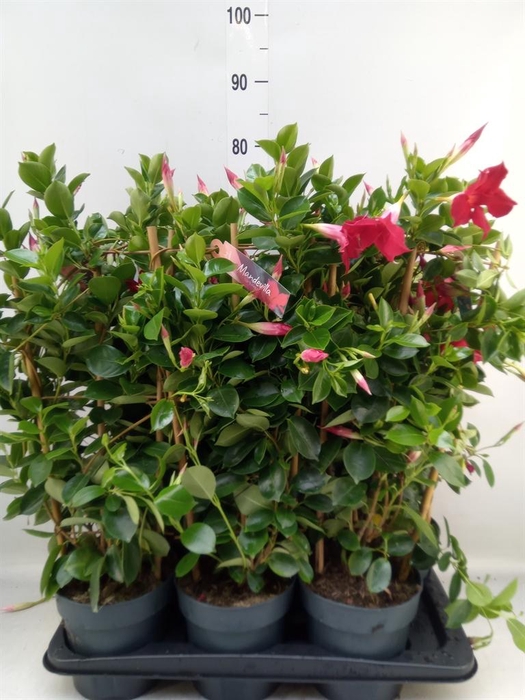 <h4>Mandevilla am. 'Sundav Red'</h4>