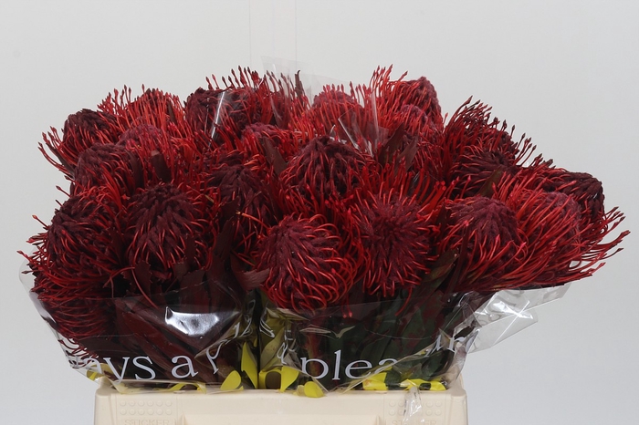 <h4>Nutans Painted Bordeaux</h4>