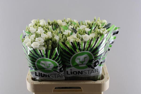 <h4>Eust G Rosita White</h4>