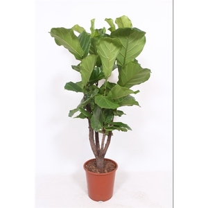 Ficus lyrata