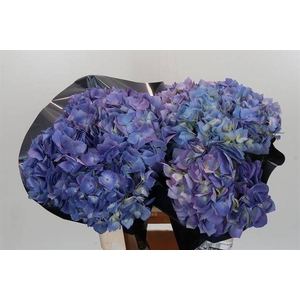Hydrangea blue essential