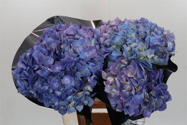 <h4>Hydrangea blue essential</h4>