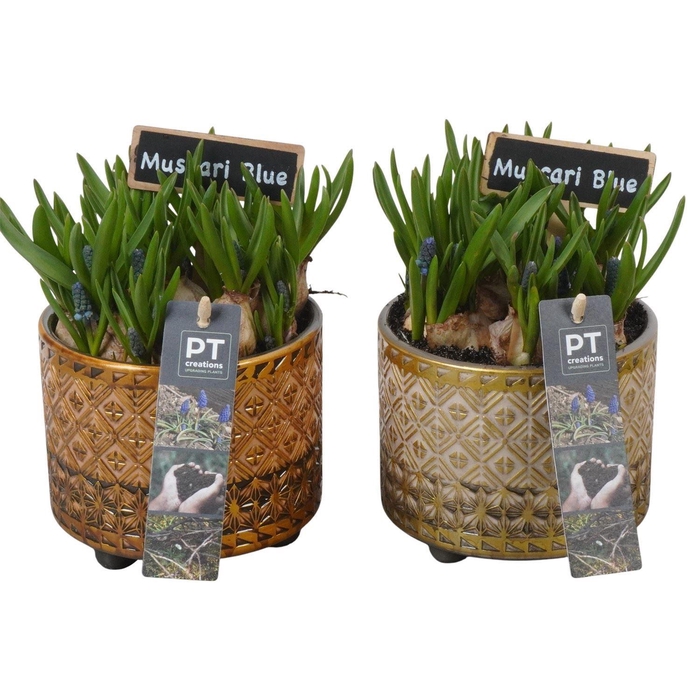 <h4>Arr.  Muscari L%</h4>