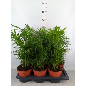 Chamaedorea elegans