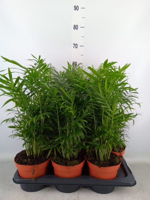 <h4>Chamaedorea elegans</h4>