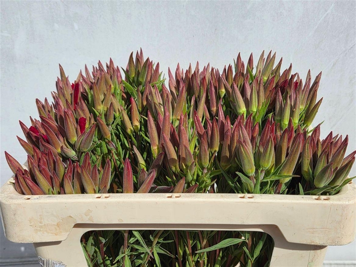 Godetia Overig