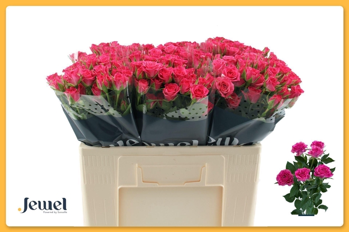 <h4>Rosa TR 'Lianne'</h4>