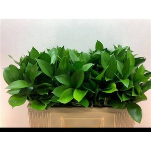 RUSCUS HYPOPHYLLUM