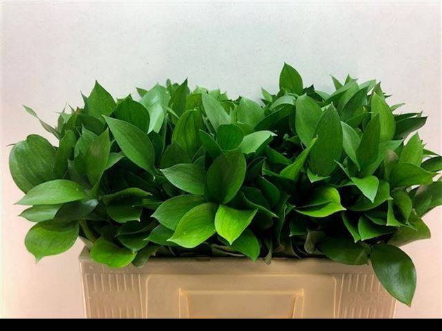 <h4>RUSCUS HYPOPHYLLUM</h4>