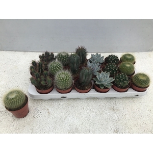 CACTUS + SUCCU GEM