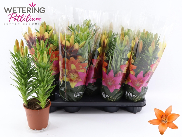 <h4>LIL AS TINY INVADER</h4>