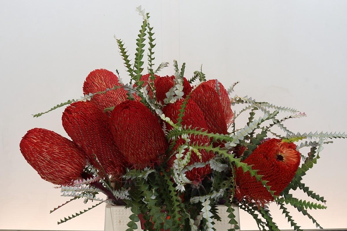 <h4>Banksia Speciosa Red</h4>