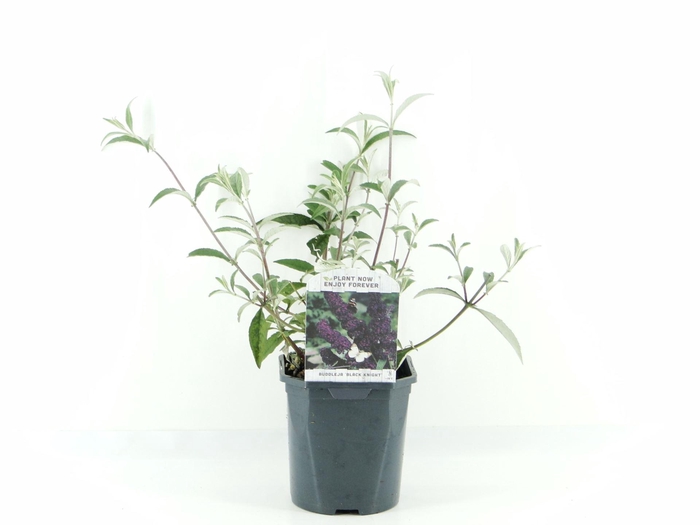 <h4>Buddleja Black Knight</h4>