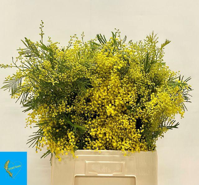 <h4>Acacia baileyana bloeiend pb</h4>