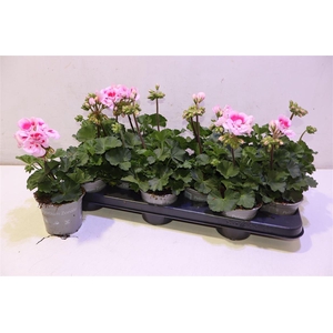 Pel Zon Tosc Sil Lin L Pink