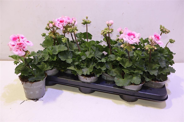 <h4>Pel Zon Tosc Sil Lin L Pink</h4>