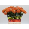 Nutans Ayoba Orange