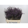Limonium Safora Dark Blue