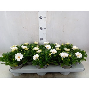 Osteospermum  'Margarita White'