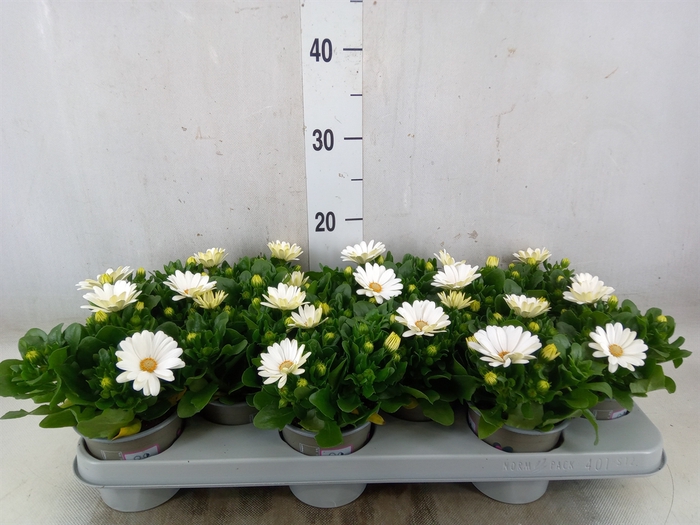 <h4>Osteospermum  'Margarita White'</h4>