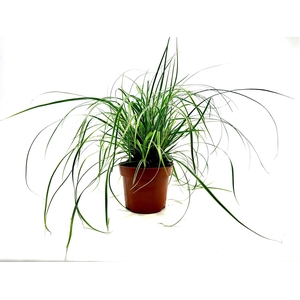 Carex 'Everest' p12