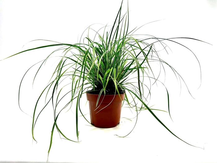 <h4>Carex 'Everest' p12</h4>