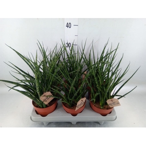 Sansevieria  'Fernwood'