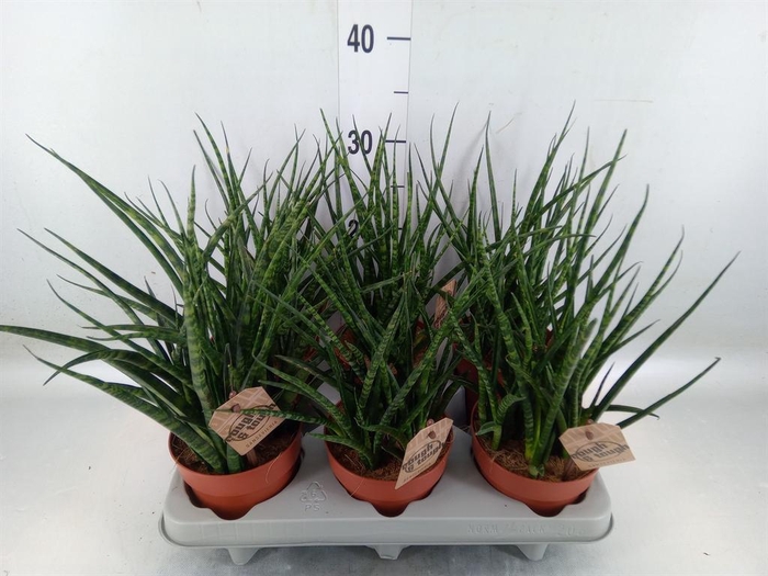 <h4>Sansevieria 'Fernwood'</h4>