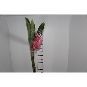 ALPINIA PURPURATA ROSA