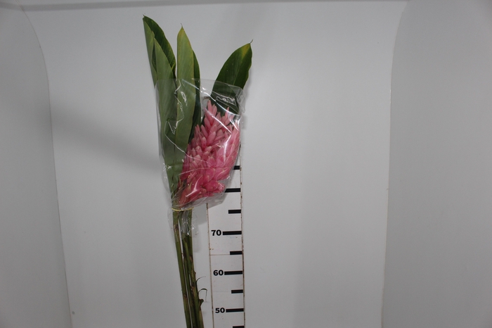 <h4>ALPINIA PURPURATA ROSA</h4>