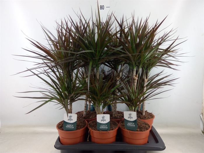 <h4>Dracaena marg. 'Magenta'</h4>