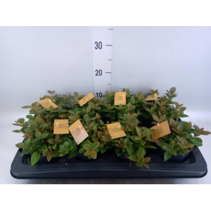 Peperomia angulata