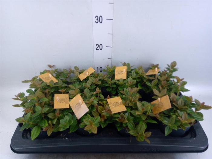 <h4>Peperomia angulata</h4>