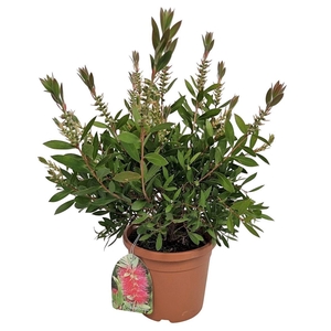 CALLISTEMON CITRINUS