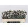 Kaaps Groen Silver Brunia