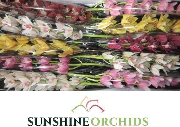 <h4>CYMB MI GEM</h4>