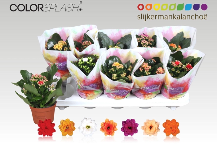 <h4>KAL GE GEM 7 KL</h4>