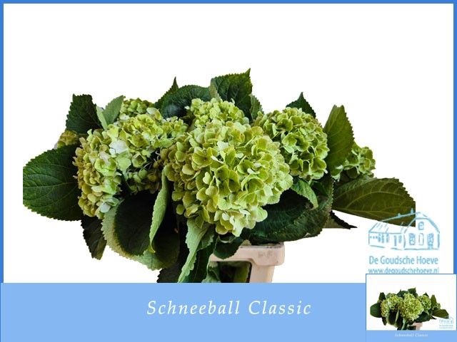<h4>HYDR M SCHNEEBALL CL</h4>