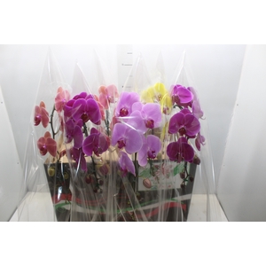 PHALAENOPSIS CASCATA P15 MIN 11 FLS