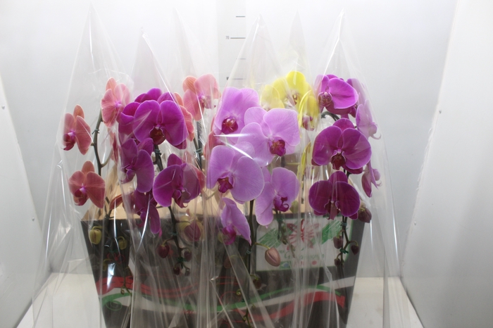 <h4>PHALAENOPSIS CASCATA P15 MIN 11 FLS</h4>