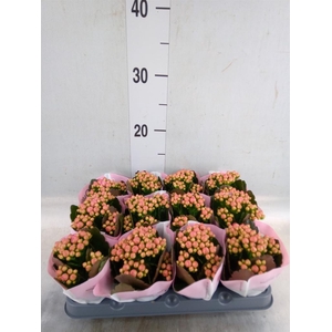 Kalanchoe  'RoseFlow Harlow'