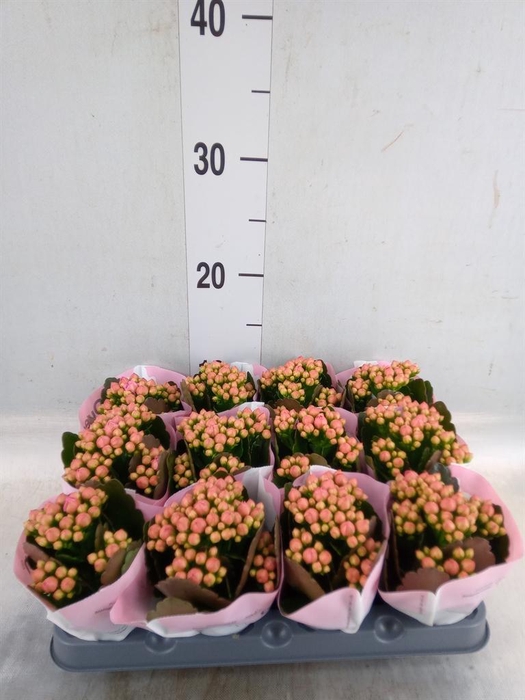 <h4>Kalanchoe  'RoseFlow Harlow'</h4>