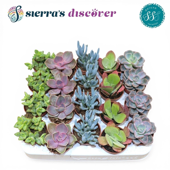 <h4>SUCC OV</h4>