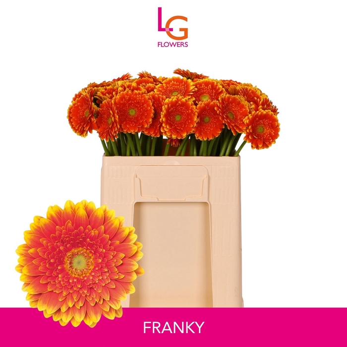 <h4>GE MI FRANKY</h4>