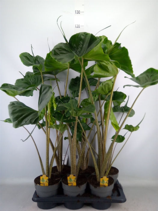 <h4>Alocasia macrorrhizos 'Stingray'</h4>