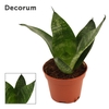 Sansevieria Hahnii 6 cm Green Hahnii (Decorum)