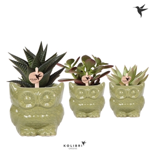 Kolibri Greens Succulenten mix in Owl pot green